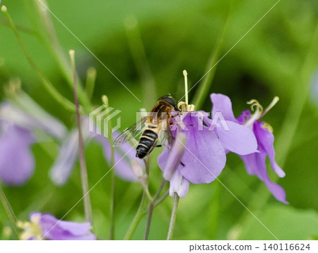 A bumblebee sucking nectar from a lotus flower. A bumblebee sucking nectar from a lotus flower. 140116624