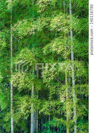 Bamboo (Tanabata image) Bamboo (Tanabata image) 140116780