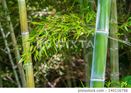 Bamboo (Tanabata image) Bamboo (Tanabata image) 140116786