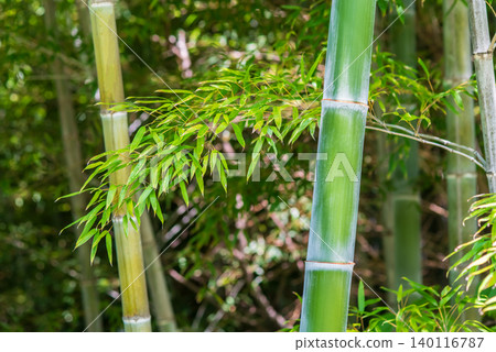 Bamboo (Tanabata image) Bamboo (Tanabata image) 140116787