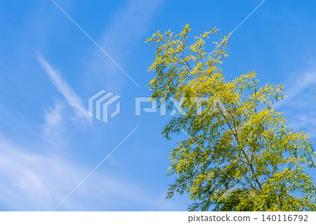 Flexible bamboo (Tanabata image) Flexible bamboo (Tanabata image) 140116792