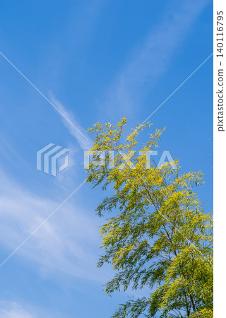 Flexible bamboo (Tanabata image) Flexible bamboo (Tanabata image) 140116795
