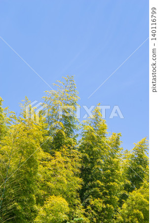 Bamboo grove (Tanabata image) Bamboo grove (Tanabata image) 140116799
