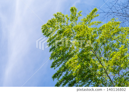 Flexible bamboo (Tanabata image) Flexible bamboo (Tanabata image) 140116802