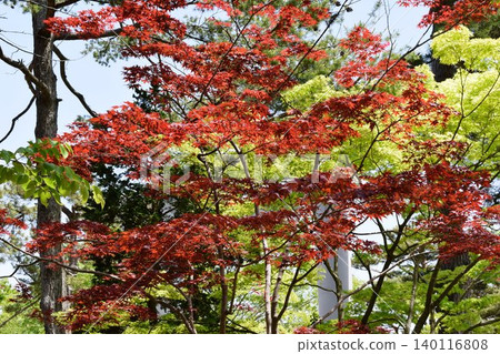 Momiji 140116808