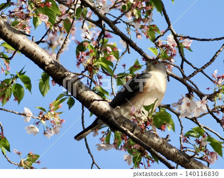 A sparrowhawk perched on a cherry tree A sparrowhawk perched on a cherry tree 140116830