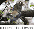 A sparrowhawk perched on a cherry tree 140116945