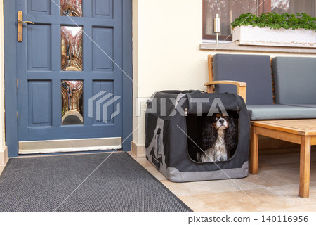 Cavalier King Charles Spaniel Resting in Soft Pet Crate Cavalier King Charles Spaniel Resting in Soft Pet Crate 140116956
