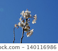 Cherry 140116986