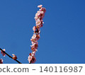 Japanese plum 140116987