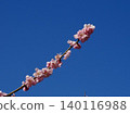 Japanese plum 140116988