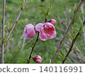 Plum 140116991
