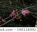 Kawazu cherry blossoms to announce the arrival of spring 140116992