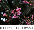 Kawazu cherry tree which began to bloom 140116993