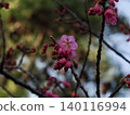 Plum blossoms telling the arrival of spring 140116994