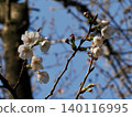 The plum which began to bloom 140116995