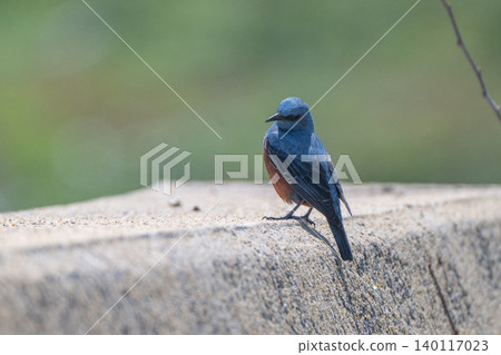 海岸邊美麗的野生鳥類:藍磯鶇 海岸邊美麗的野生鳥類:藍磯鶇 140117023