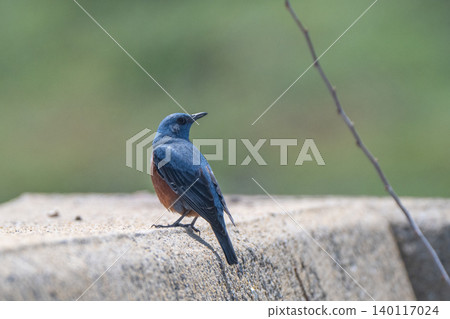 海岸邊美麗的野生鳥類:藍磯鶇 海岸邊美麗的野生鳥類:藍磯鶇 140117024