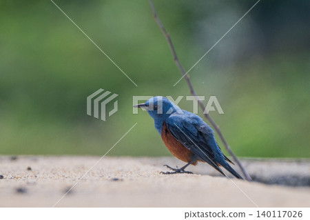 Beautiful wild birds that adorn the coast: Blue Rock Thrush Beautiful wild birds that adorn the coast: Blue Rock Thrush 140117026