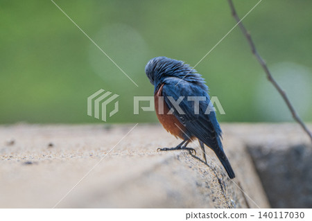 海岸邊美麗的野生鳥類：藍磯鶇 140117030