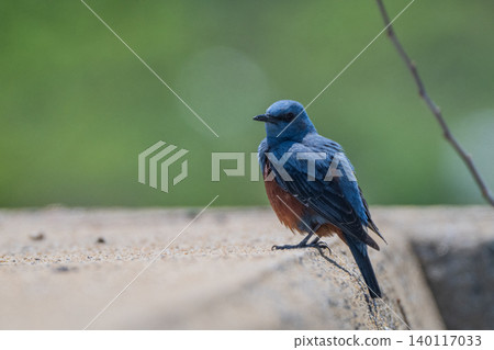 Beautiful wild birds that adorn the coast: Blue Rock Thrush Beautiful wild birds that adorn the coast: Blue Rock Thrush 140117033