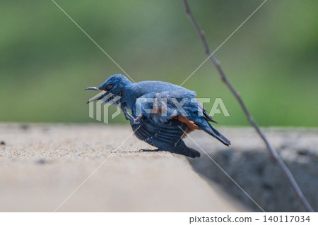 Beautiful wild birds that adorn the coast: Blue Rock Thrush Beautiful wild birds that adorn the coast: Blue Rock Thrush 140117034