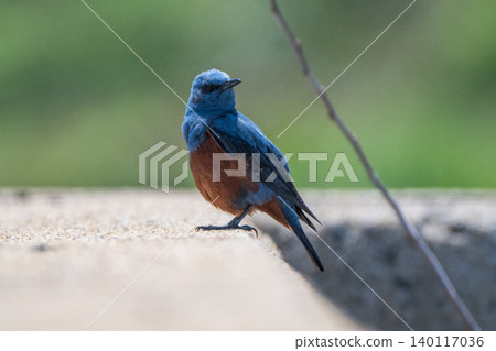 海岸邊美麗的野生鳥類:藍磯鶇 海岸邊美麗的野生鳥類:藍磯鶇 140117036