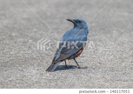 Beautiful wild birds that adorn the coast: Blue Rock Thrush Beautiful wild birds that adorn the coast: Blue Rock Thrush 140117051