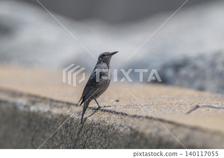 Beautiful wild birds that adorn the coast: Blue Rock Thrush Beautiful wild birds that adorn the coast: Blue Rock Thrush 140117055