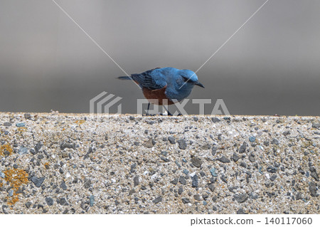 Beautiful wild birds that adorn the coast: Blue Rock Thrush Beautiful wild birds that adorn the coast: Blue Rock Thrush 140117060