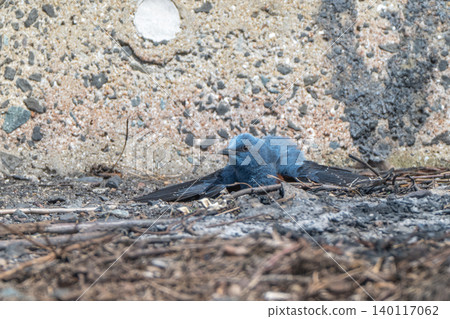 Beautiful wild birds that adorn the coast: Blue Rock Thrush Beautiful wild birds that adorn the coast: Blue Rock Thrush 140117062