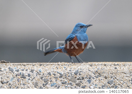 海岸邊美麗的野生鳥類:藍磯鶇 海岸邊美麗的野生鳥類:藍磯鶇 140117065