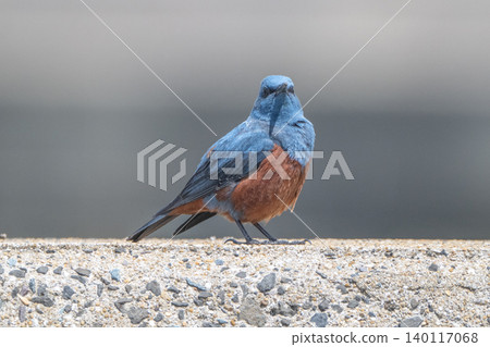 Beautiful wild birds that adorn the coast: Blue Rock Thrush Beautiful wild birds that adorn the coast: Blue Rock Thrush 140117068