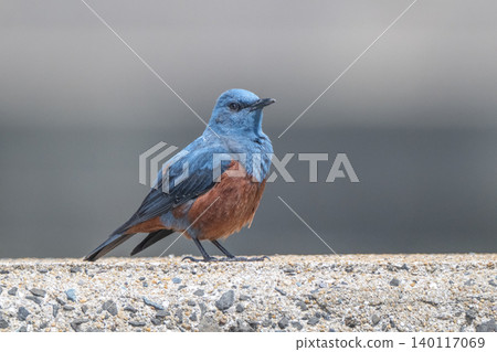 Beautiful wild birds that adorn the coast: Blue Rock Thrush 140117069