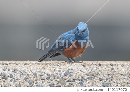 海岸邊美麗的野生鳥類:藍磯鶇 海岸邊美麗的野生鳥類:藍磯鶇 140117070