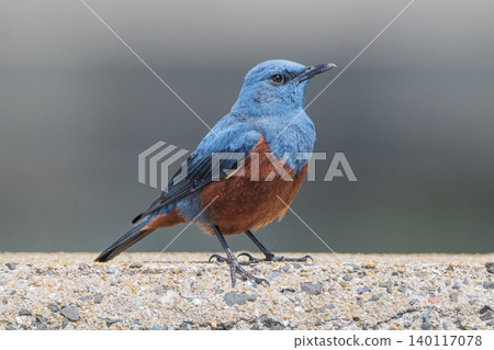 Beautiful wild birds that adorn the coast: Blue Rock Thrush Beautiful wild birds that adorn the coast: Blue Rock Thrush 140117078