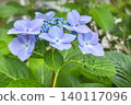Hydrangeas in early summer, bathed in soft sunlight 140117096