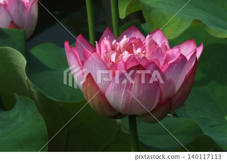 A lotus flower Buddha seat like a lotus pedestal Su-2 A lotus flower Buddha seat like a lotus pedestal Su-2 140117113