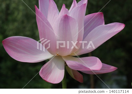 如同今早高貴的蓮花女神——第一部分 如同今早高貴的蓮花女神——第一部分 140117114
