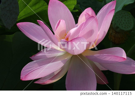 今早的蓮花散發著光芒,更加艷麗奪目——7 今早的蓮花散發著光芒,更加艷麗奪目——7 140117115