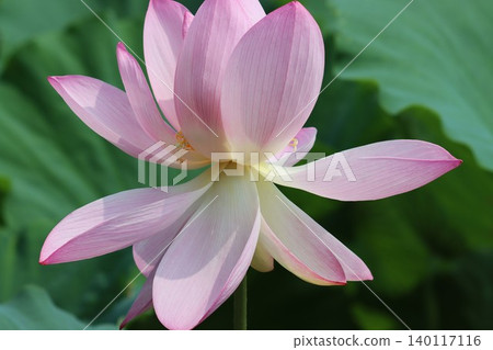 The lotus flower this morning, radiating light, is even more vibrant—8 The lotus flower this morning, radiating light, is even more vibrant—8 140117116