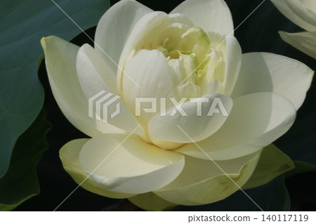 蓮花與佛教有著深厚的聯繫,它純潔無瑕地綻放。 蓮花與佛教有著深厚的聯繫,它純潔無瑕地綻放。 140117119