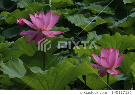 單莖一花之高貴：蓮花－第一部分 140117125