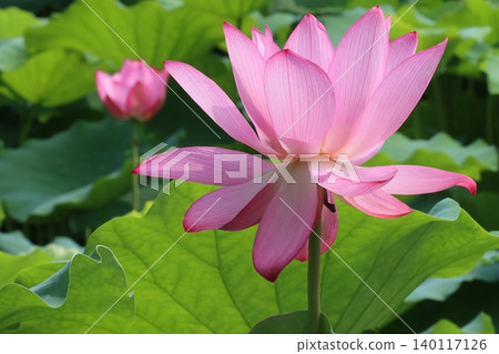 單莖一花之高貴：蓮花－第二部 140117126