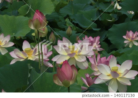 Waiting for the morning, the lotus flower blooms as if ready for the moment - 7 140117130