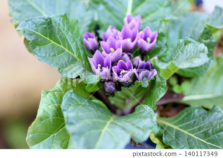 Mandrake flower Mandrake flower 140117349