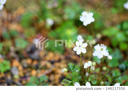Refreshing flowers of Coptis japonica Refreshing flowers of Coptis japonica 140117350