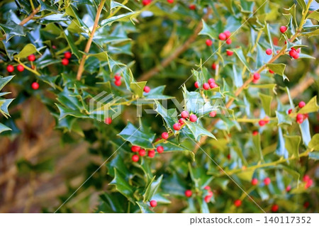 Vibrant Chinese holly berries Vibrant Chinese holly berries 140117352
