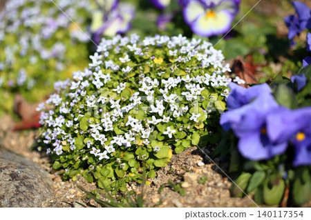 Cute ionopsidium flowers Cute ionopsidium flowers 140117354