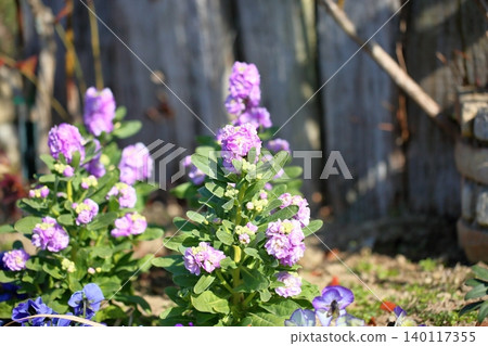 Refreshing Stock Flowers 140117355